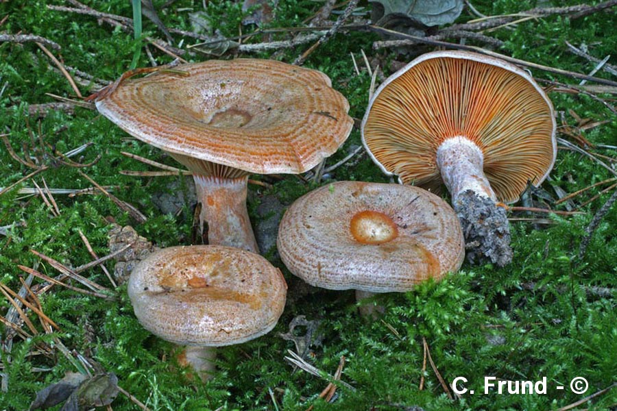 Lactarius quieticolor