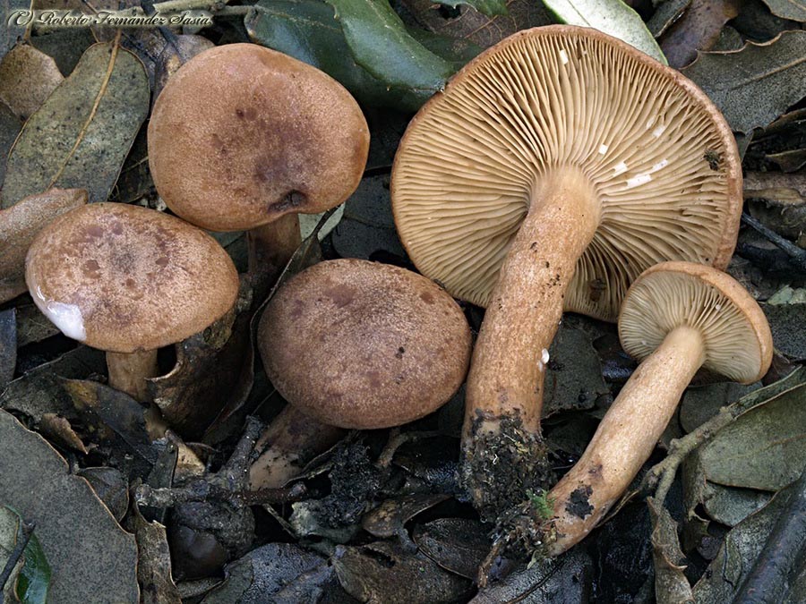 Lactarius quietus