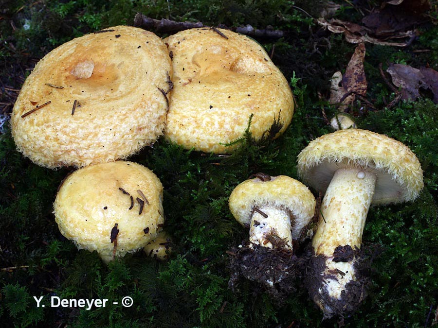 Lactarius repraesentaneus