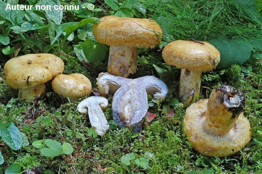 Lactarius repraesentaneus