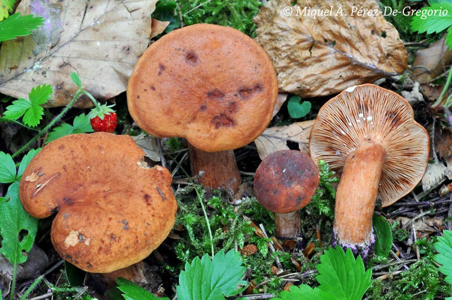 Lactarius rubrocinctus