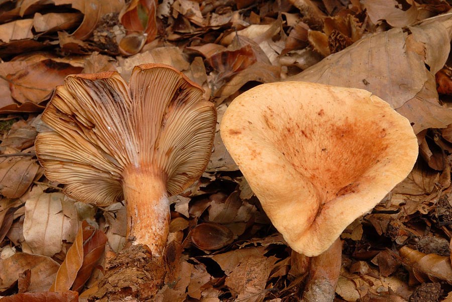 Lactarius rubrocinctus