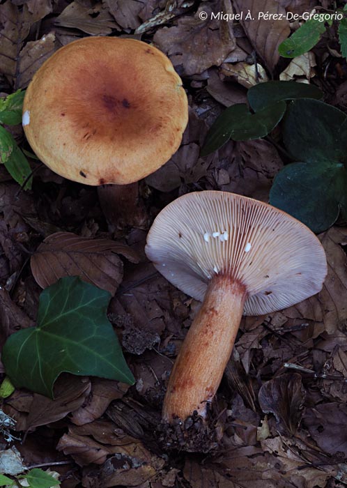 Lactarius rubrocinctus