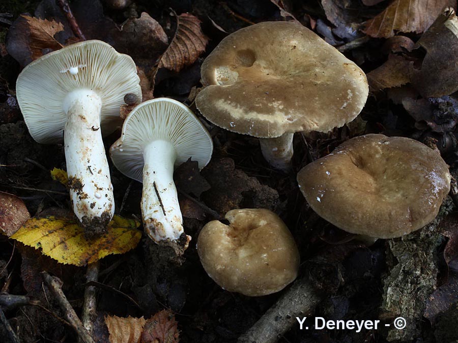 Lactarius ruginosus