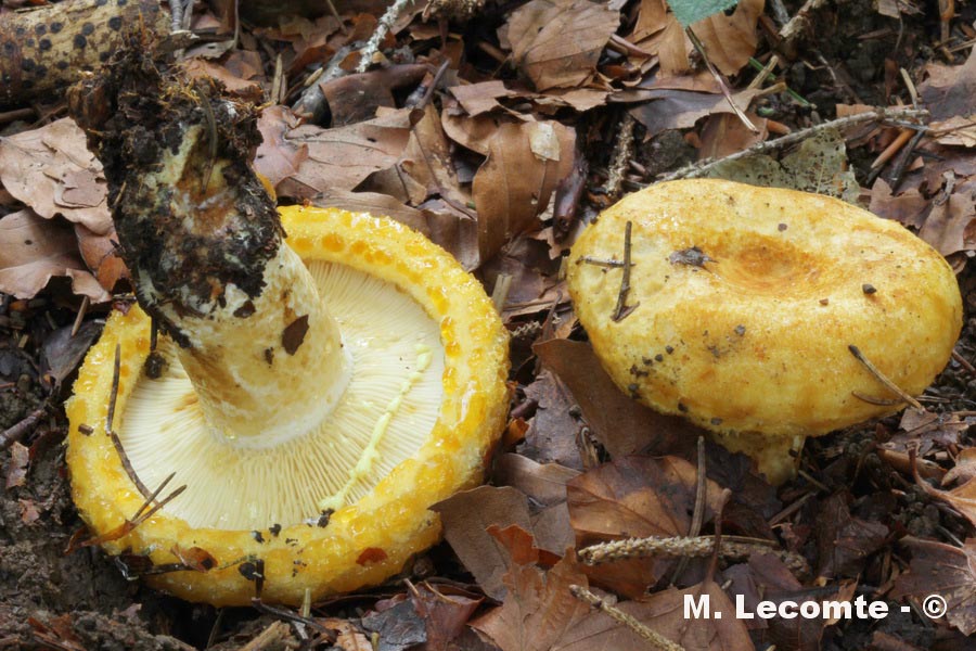 Lactarius scrobiculatus