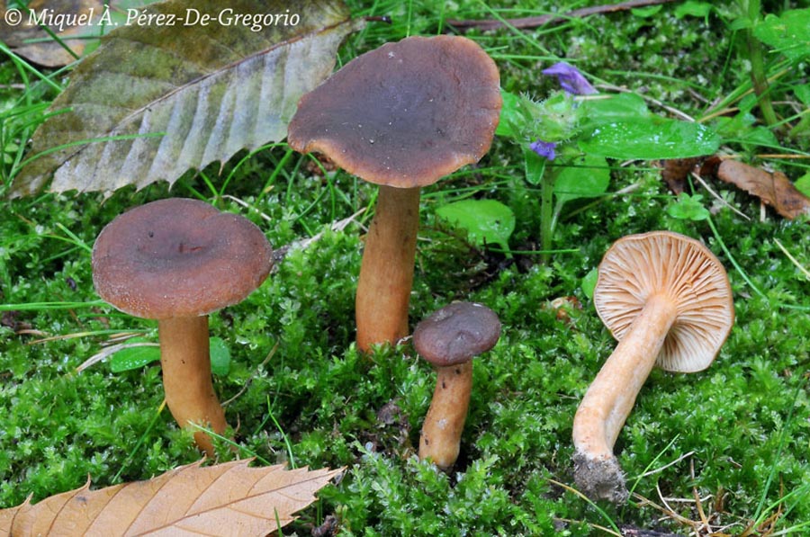 Lactarius serifluus