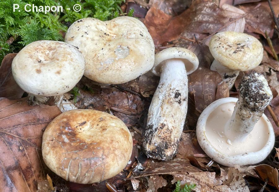 Lactarius spurius