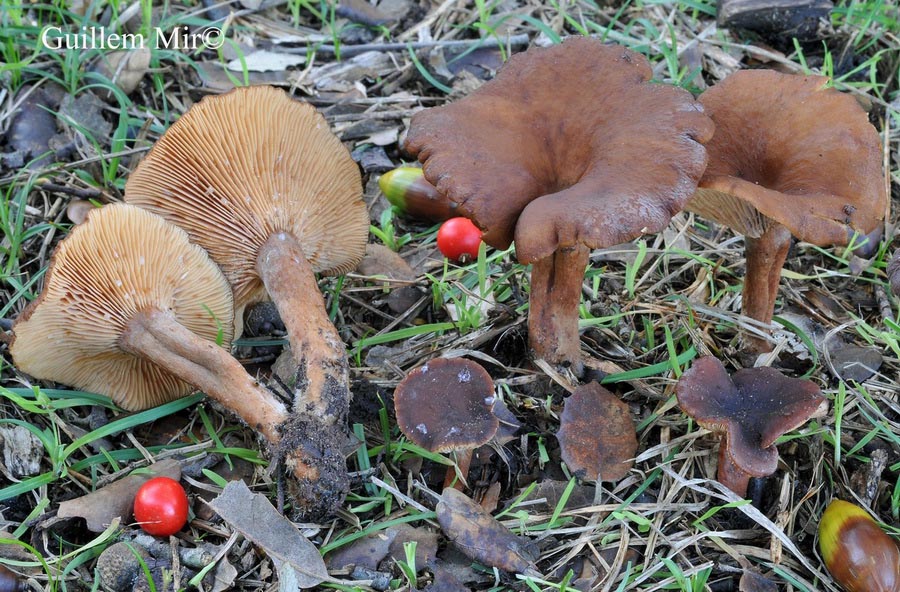 Lactarius subumbonatus
