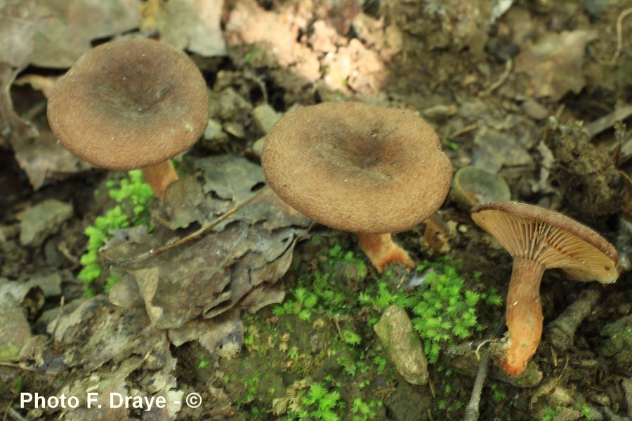 Lactarius subumbonatus