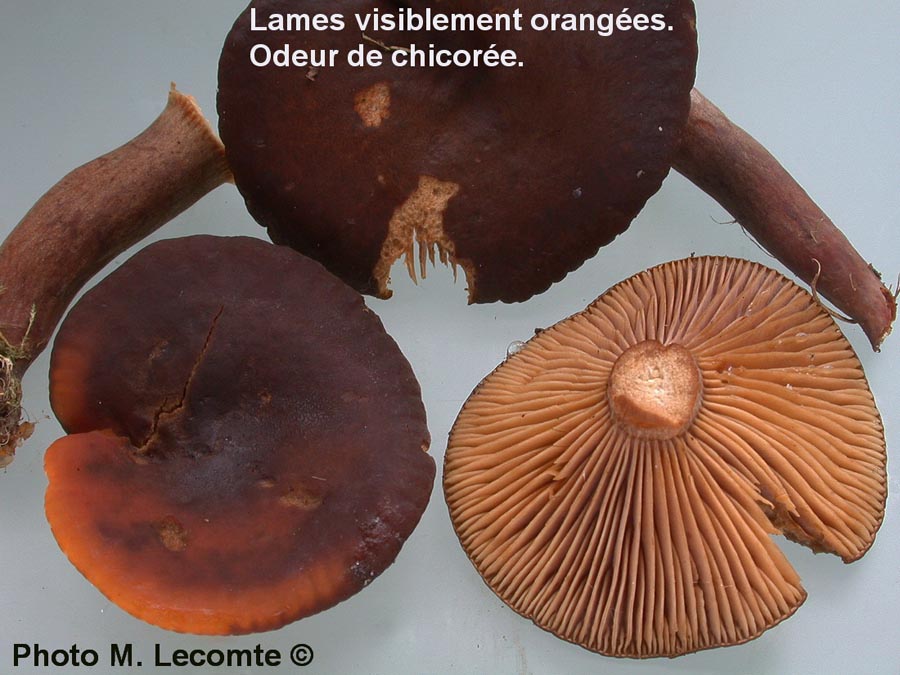 Lactarius subumbonatus