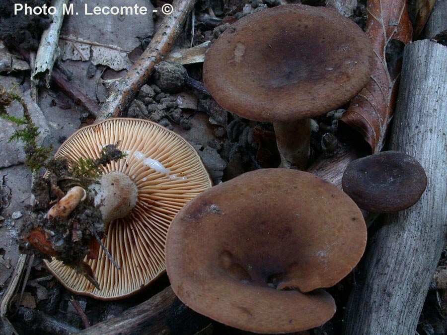 Lactarius subumbonatus