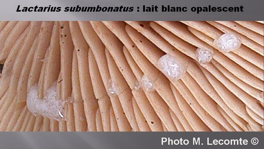 Lactarius subumbonatus