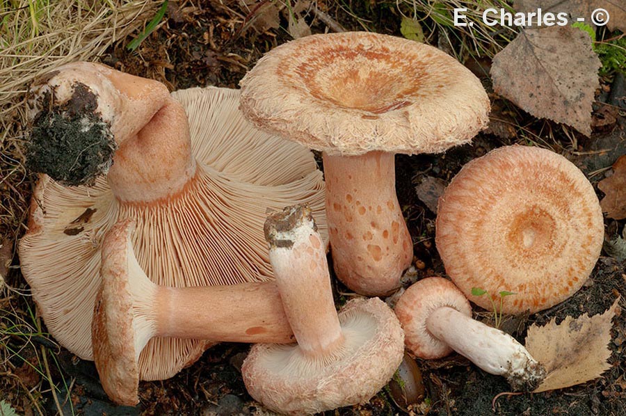 Lactarius torminosus