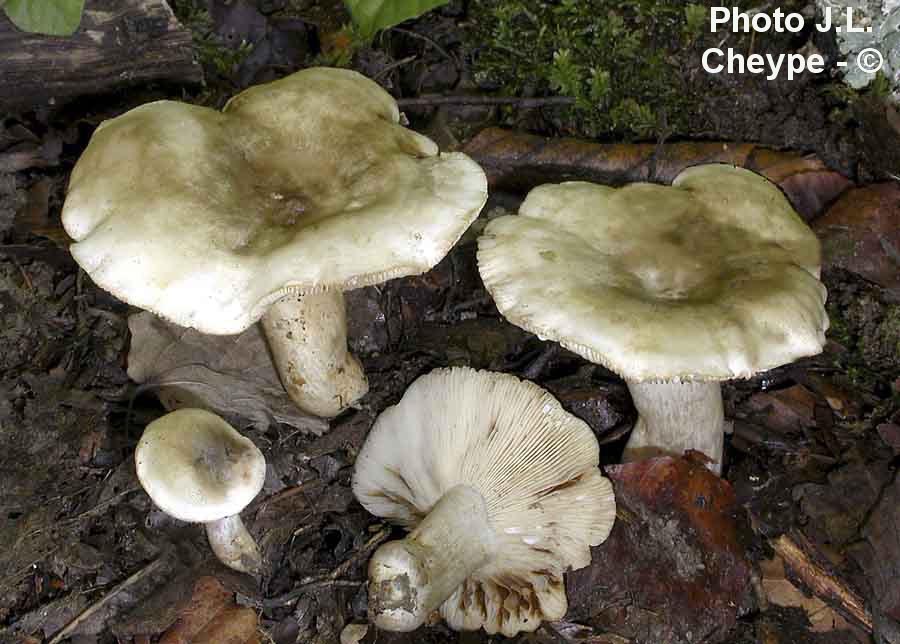 Lactarius pilatii (Lactarius tristis)