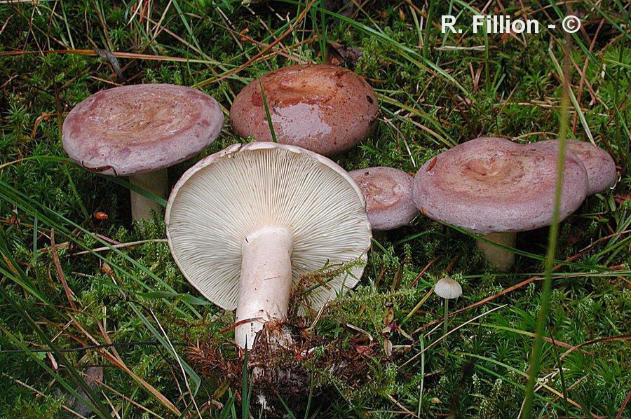 Lactarius trivialis