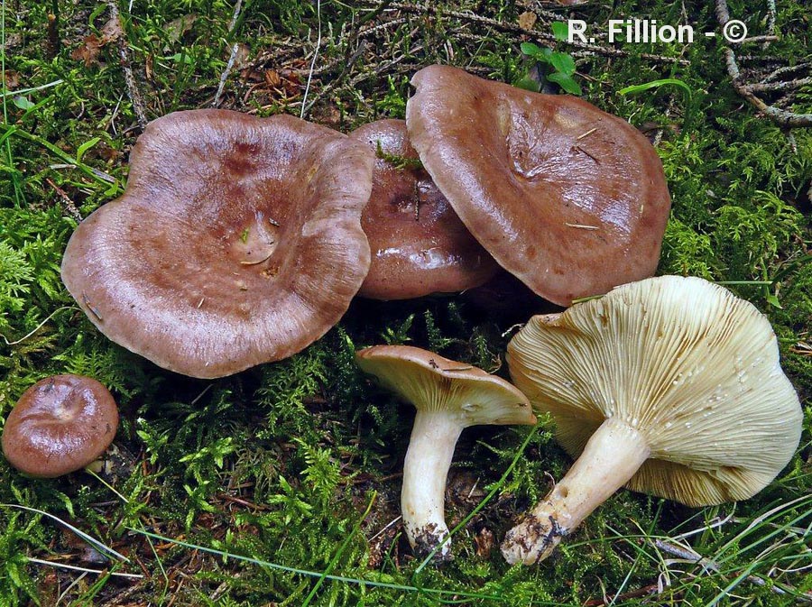 Lactarius trivialis