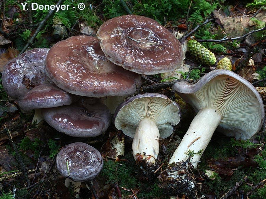 Lactarius trivialis