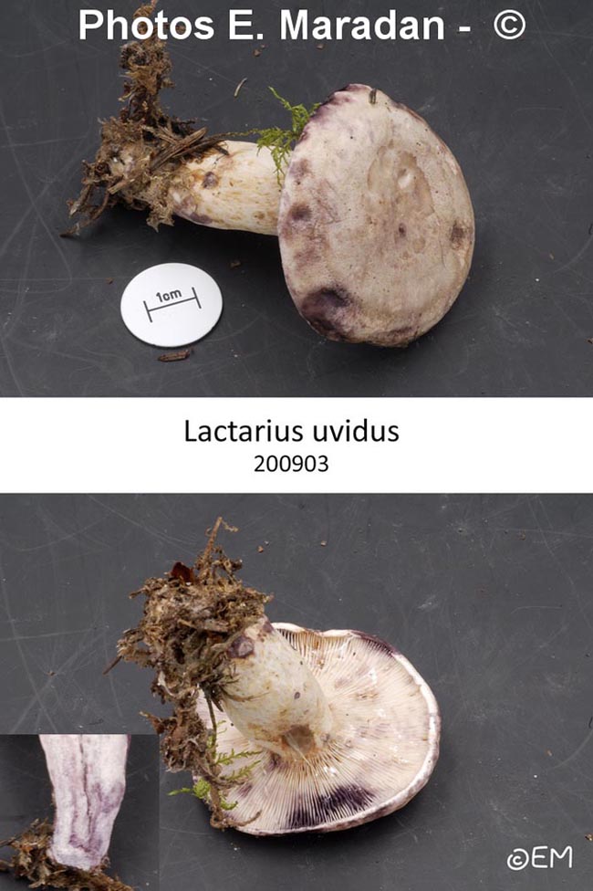 Lactarius uvidus