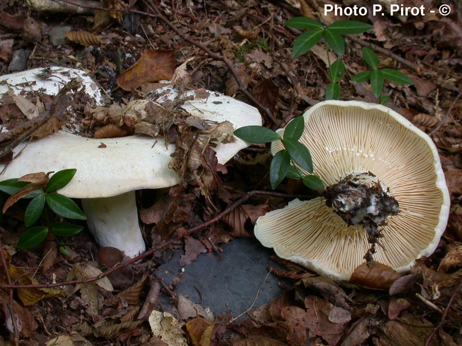 Lactarius vellereus