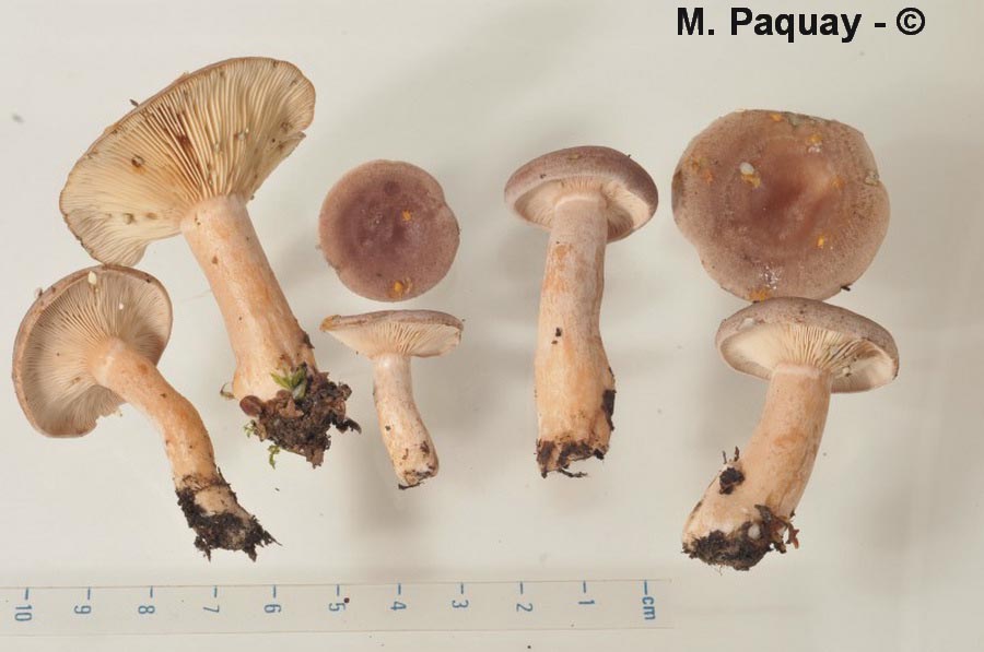 Lactarius vietus
