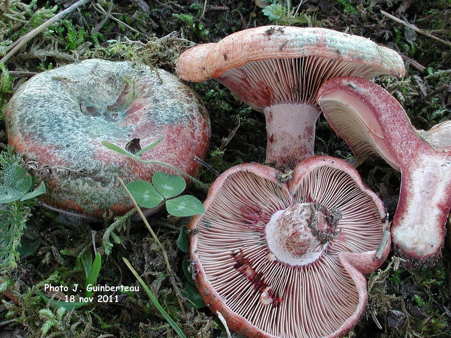 Lactarius vinosus