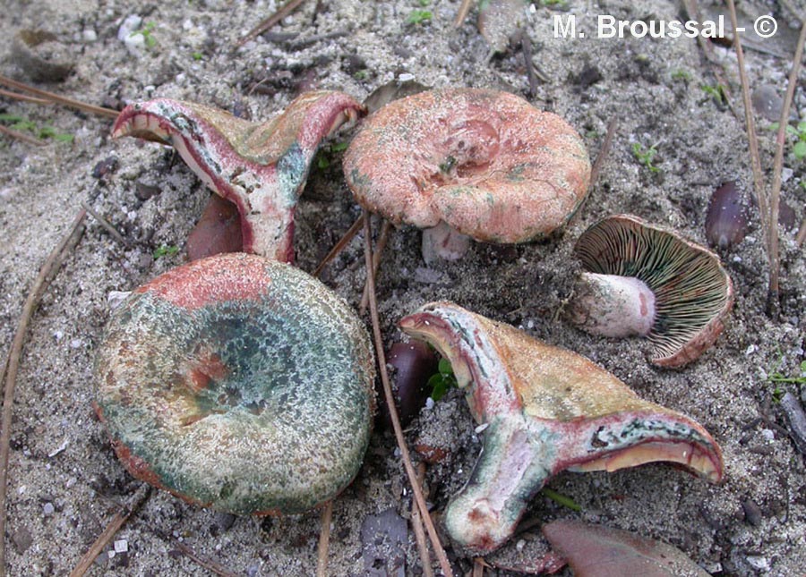 Lactarius vinosus