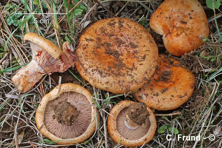 Lactarius vinosus