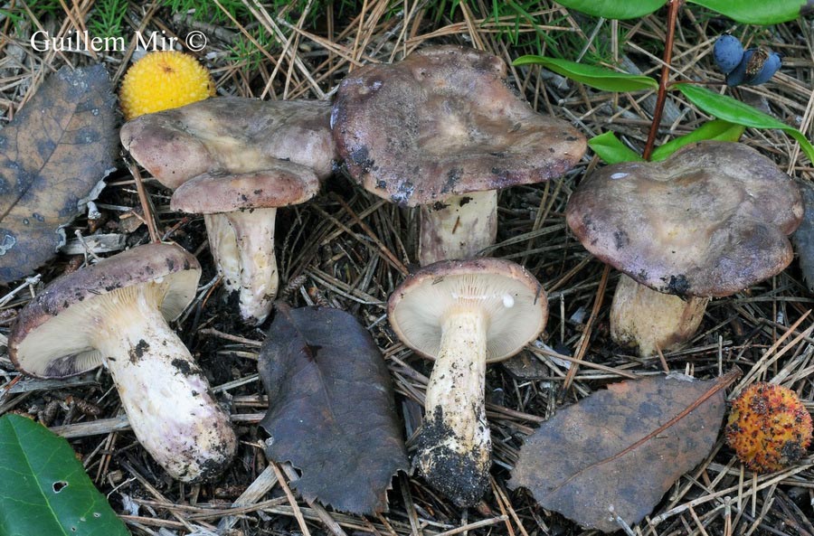 Lactarius violascens