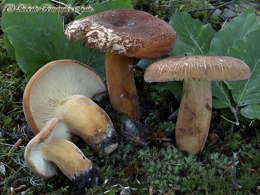 Lactarius volemus