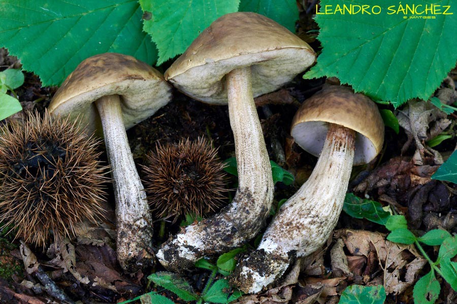 Leccinellum pseudoscabrum (Leccinum pseudoscabrum, Leccinum carpini)