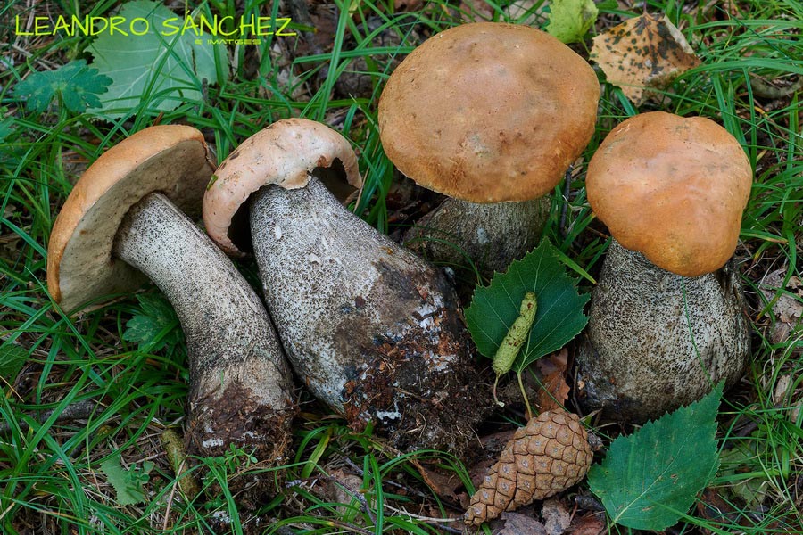 Leccinum versipelle