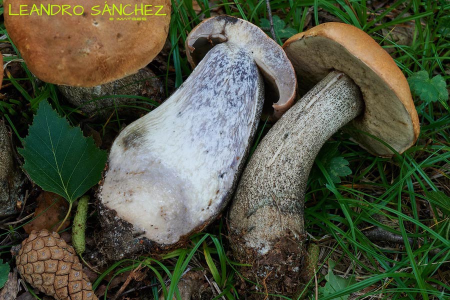 Leccinum versipelle