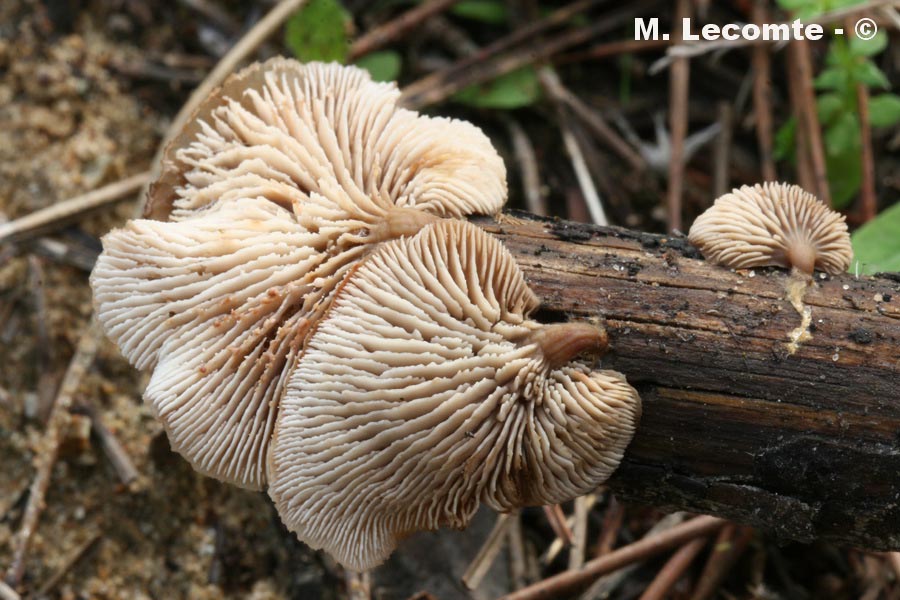 Lentinellus flabelliformis (Lentinellus micheneri)