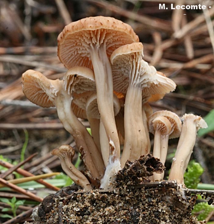 Lentinellus flabelliformis (Lentinellus micheneri)
