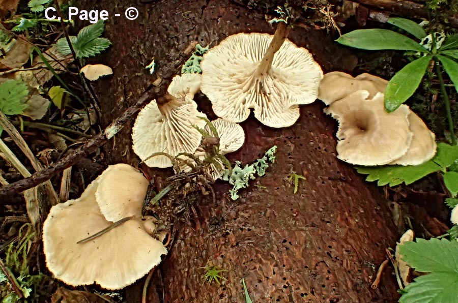 Lentinellus micheneri (Lentinellus flabelliformis)