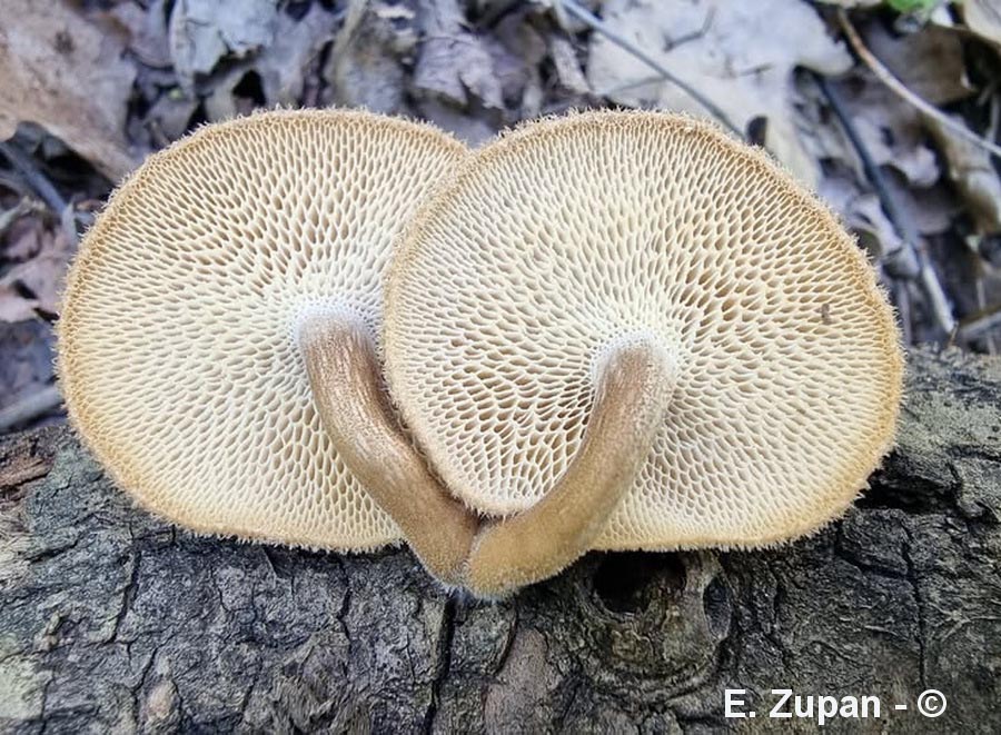 Lentinus arcularius (Polyporus arcularius)