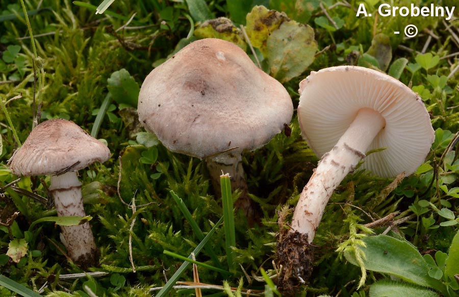 Lepiota brunneoincarnata