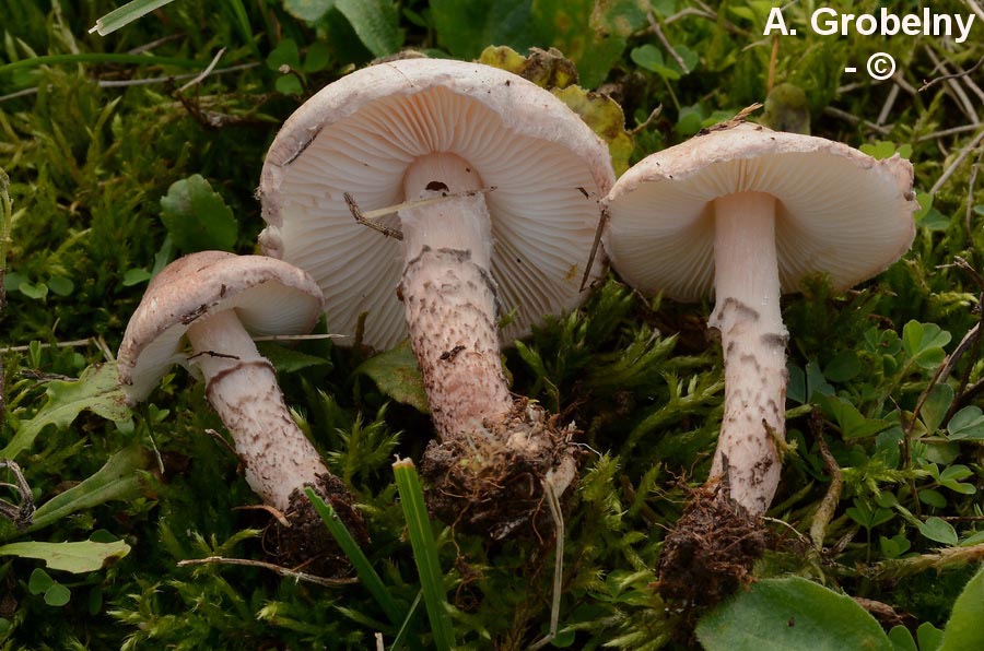 Lepiota brunneoincarnata