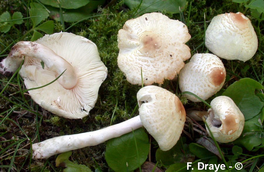 Lepiota castanea