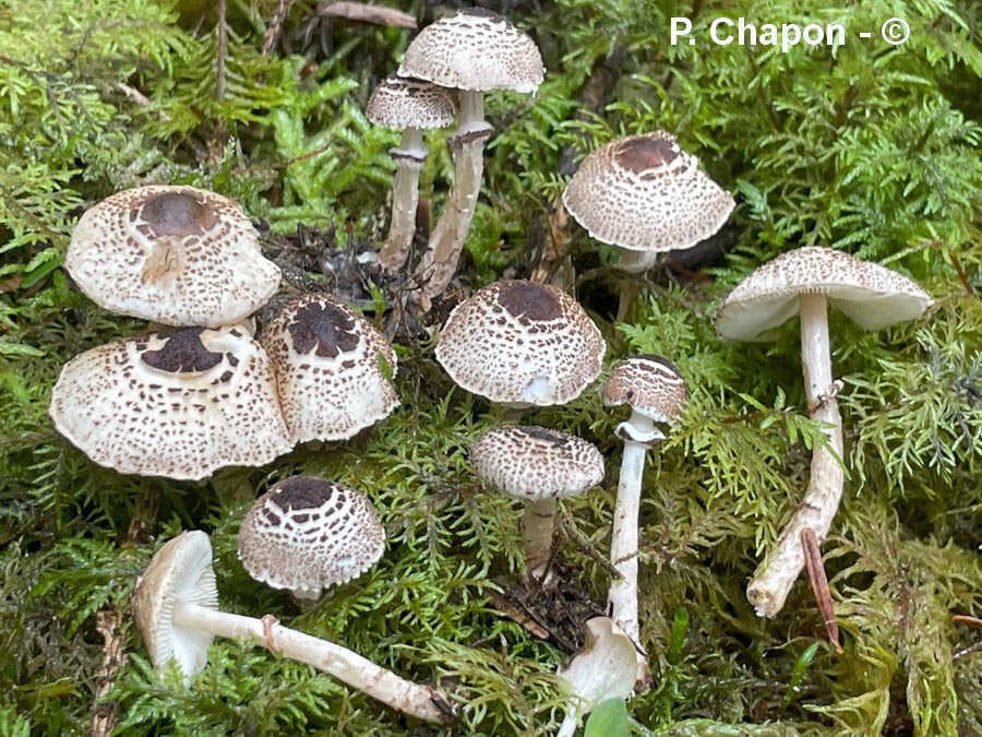 Lepiota felina