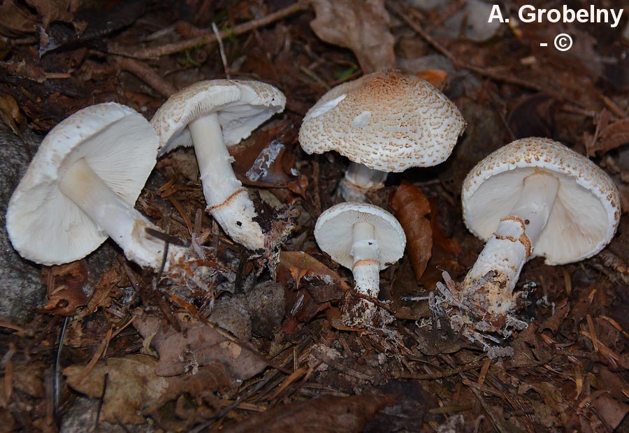 Lepiota ignivolvata