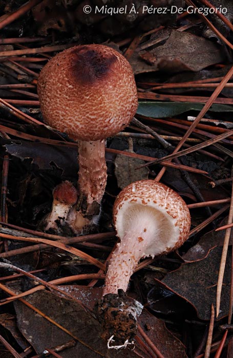 Lepiota lepida