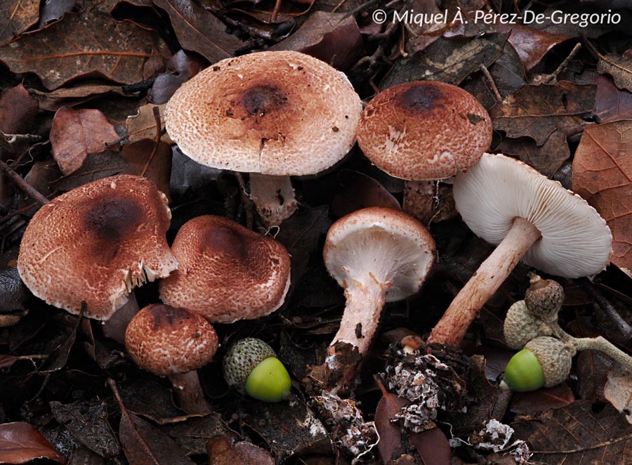 Lepiota lepida