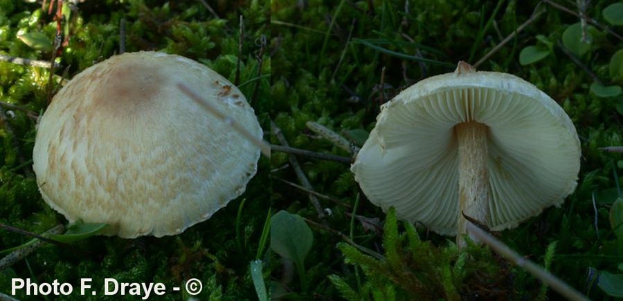 Lepiota oreadiformis