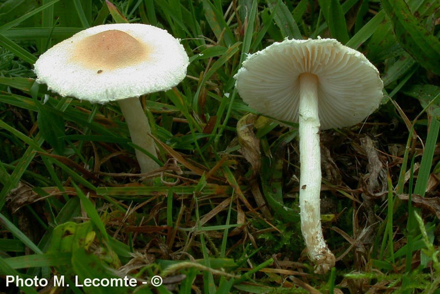 Lepiota oreadiformis