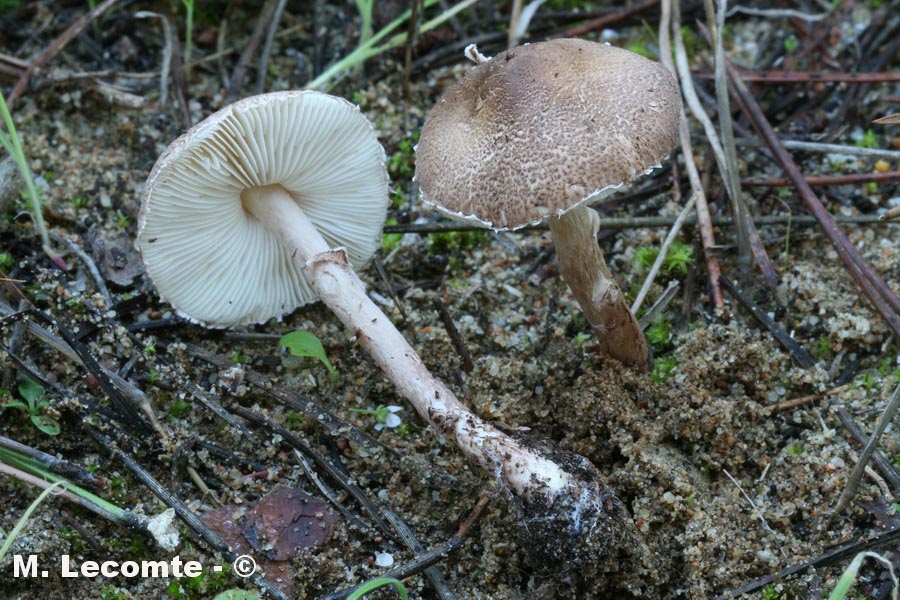 Lepiota pseudohelveola var. sabulosa