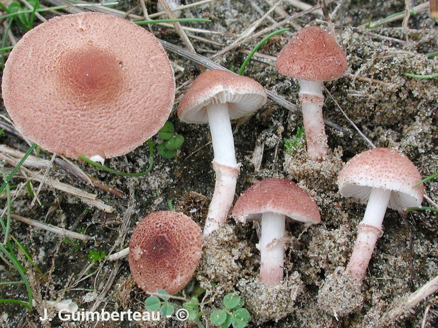 Lepiota pseudohelveola var. sabulosa