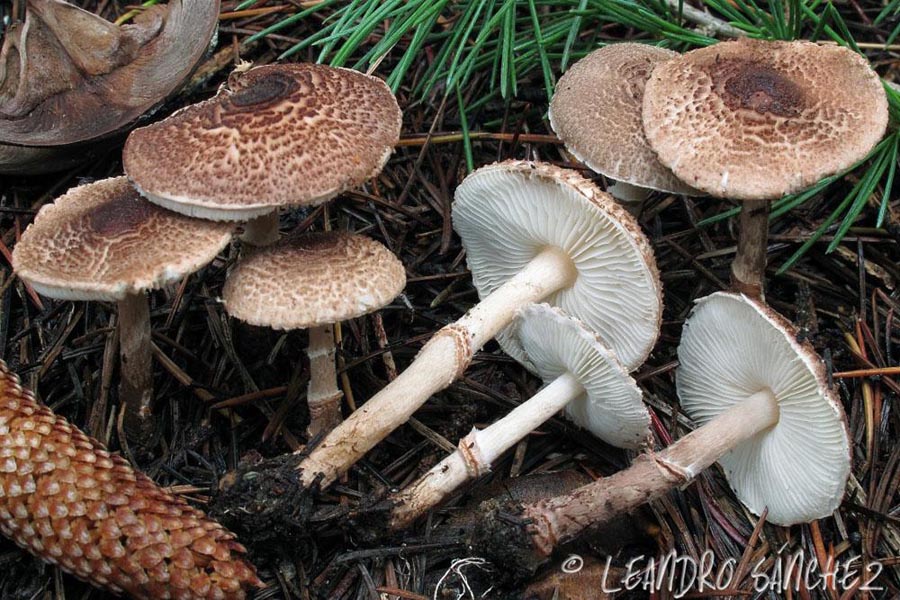 Lepiota pseudohelveola