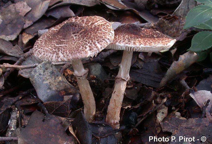 Lepiota pseudohelveola