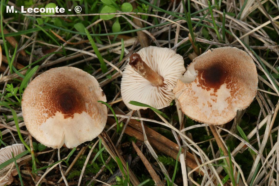 Lepiota rhodorhiza